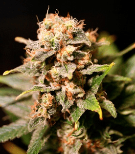 1632238061886.png 1632238061886.png