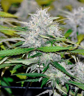 1632238069001.png 1632238069001.png