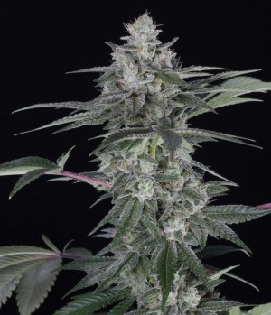 romulan.jpg romulan.jpg