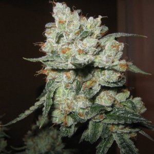 OG Kush.jpg OG Kush.jpg