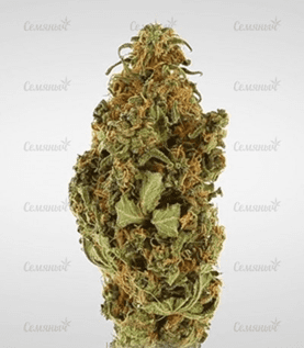 1633367932327.png 1633367932327.png