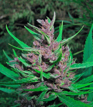 1633425290829.png 1633425290829.png