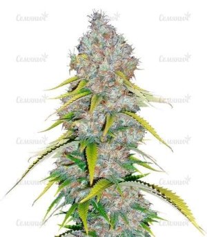 Excalibur.jpg Excalibur.jpg