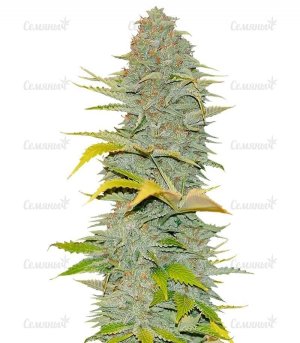 Furious Candy.jpg Furious Candy.jpg