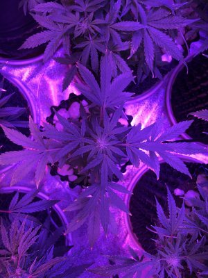 IMG_7631.JPG IMG_7631.JPG