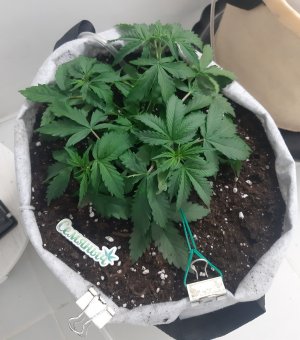 20230113_123556.jpg 20230113_123556.jpg