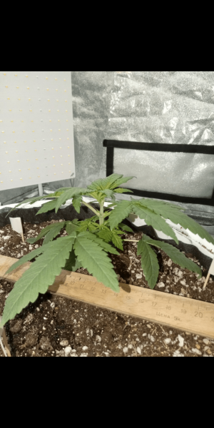 Screenshot_20230115-122656.png Screenshot_20230115-122656.png