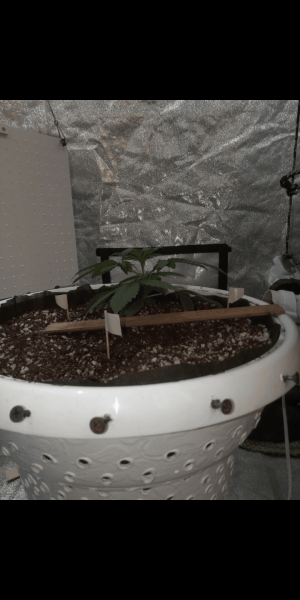 Screenshot_20230115-122707.png Screenshot_20230115-122707.png