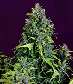 1673891388154.png 1673891388154.png