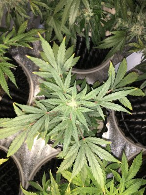 IMG_7655.JPG IMG_7655.JPG