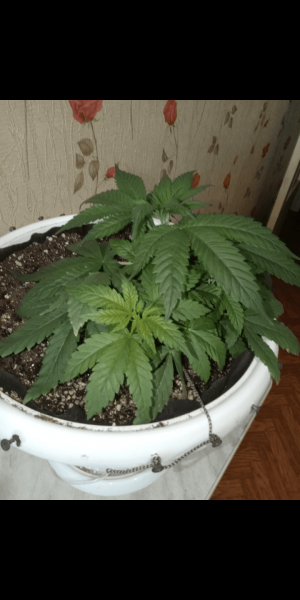 Screenshot_20230118-114736.png Screenshot_20230118-114736.png