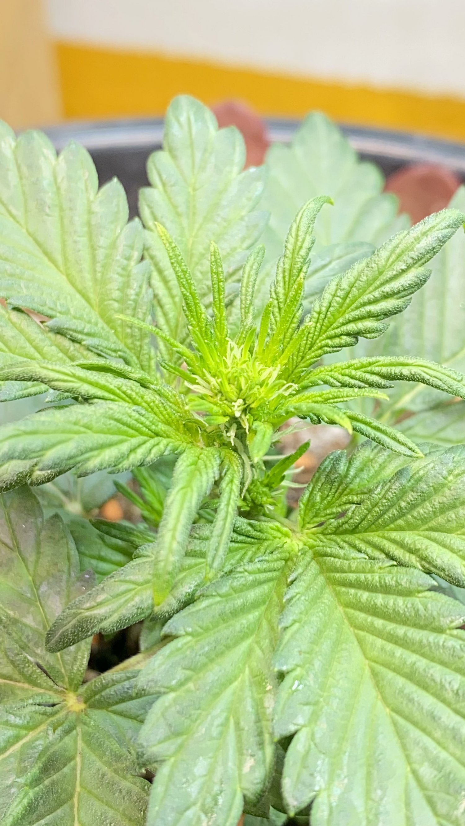 8E99D42B-01F8-4917-9861-31A589E40E03.jpeg 8E99D42B-01F8-4917-9861-31A589E40E03.jpeg