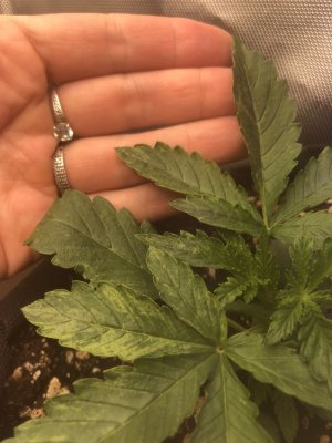 46ABE0BF-D7A7-4184-BF64-4D58FB27D7C7.jpeg 46ABE0BF-D7A7-4184-BF64-4D58FB27D7C7.jpeg