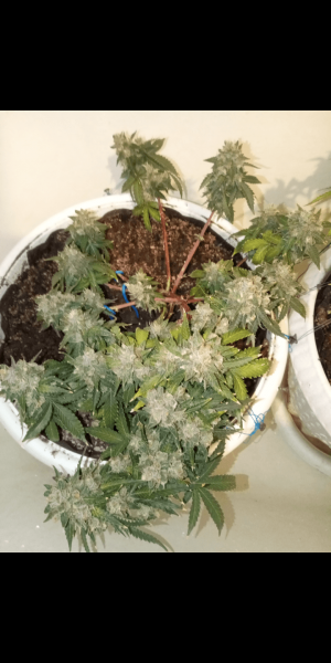 Screenshot_20230120-112330.png Screenshot_20230120-112330.png