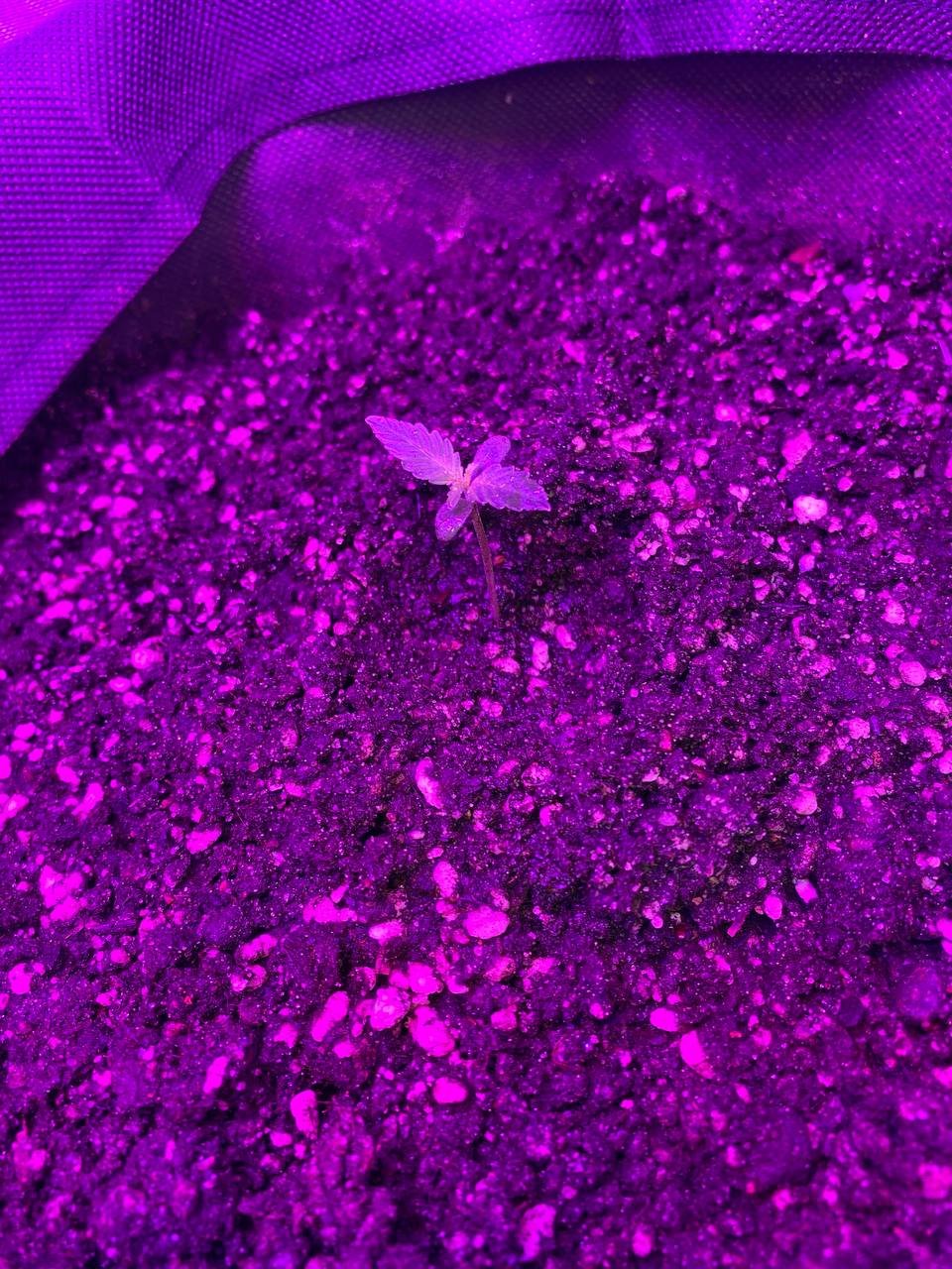 photo1674238263 (1).jpeg photo1674238263 (1).jpeg