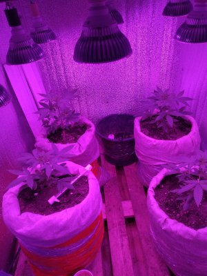 IMG_20230121_122054.jpg IMG_20230121_122054.jpg