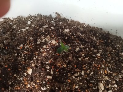 IMG20230122134957.jpg IMG20230122134957.jpg