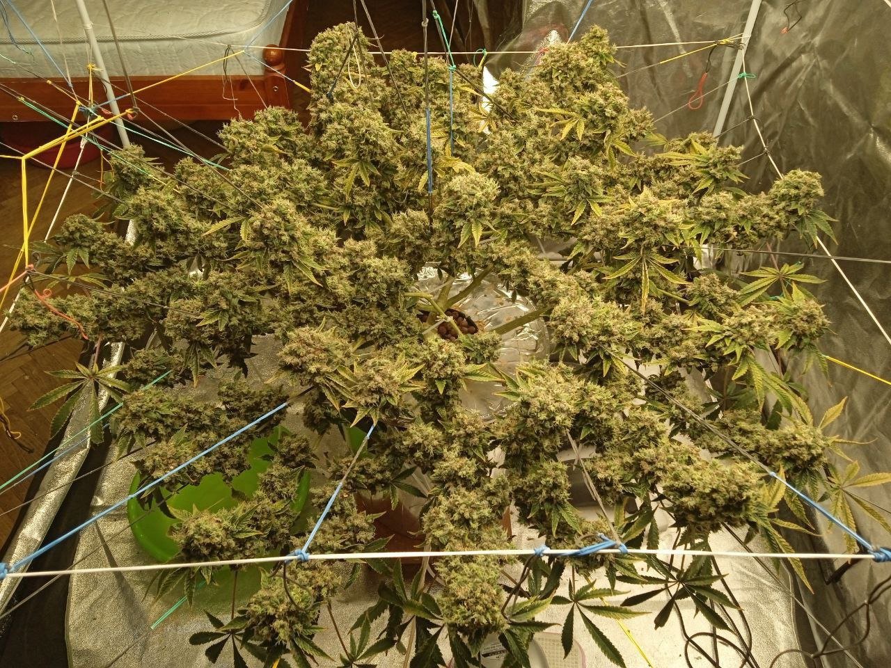 IMG_20230117_140447_167.jpg IMG_20230117_140447_167.jpg