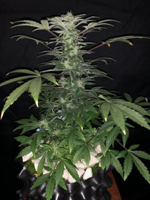 IMG_7687.JPG IMG_7687.JPG