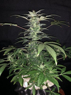 IMG_7686.JPG IMG_7686.JPG