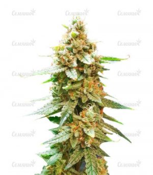 sort-Bruce-Banner-Auto.jpg sort-Bruce-Banner-Auto.jpg