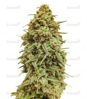 sort-Wedding-Cake.jpg sort-Wedding-Cake.jpg