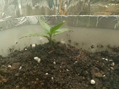 IMG_20230127_114527_1.jpg IMG_20230127_114527_1.jpg