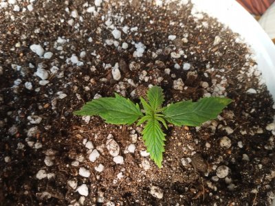 IMG20230128133127.jpg IMG20230128133127.jpg