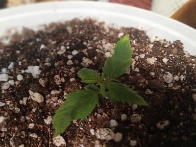 IMG20230128133322.jpg IMG20230128133322.jpg