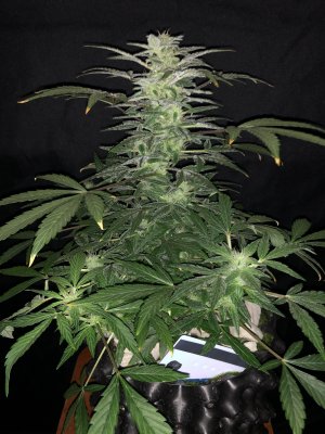 IMG_7720.JPG IMG_7720.JPG