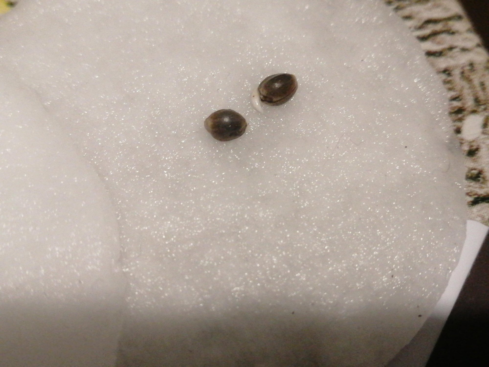 IMG_20230119_213123.cleaned.jpg IMG_20230119_213123.cleaned.jpg