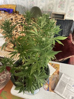 4E8CE7E1-9B87-4695-AA68-A7D951C2C25B.jpeg 4E8CE7E1-9B87-4695-AA68-A7D951C2C25B.jpeg