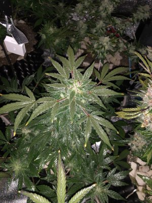 IMG_7808.JPG IMG_7808.JPG