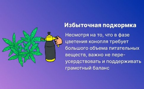 Переизбыток питательных веществ и уровня кислотности Переизбыток питательных веществ и уровня кислотности