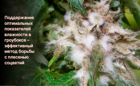 Плесень на шишках Плесень на шишках