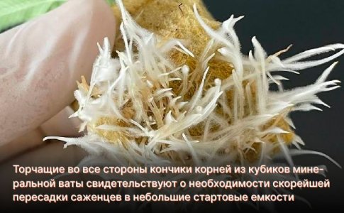 Когда пересаживать рассаду конопли Когда пересаживать рассаду конопли