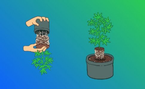 Как пересадить рассаду конопли правильно Как пересадить рассаду конопли правильно