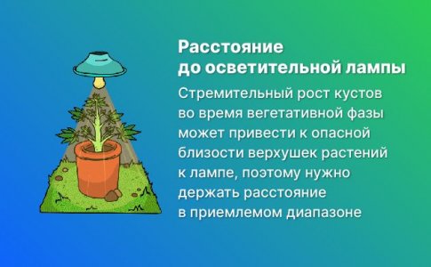 Рост куста Рост куста