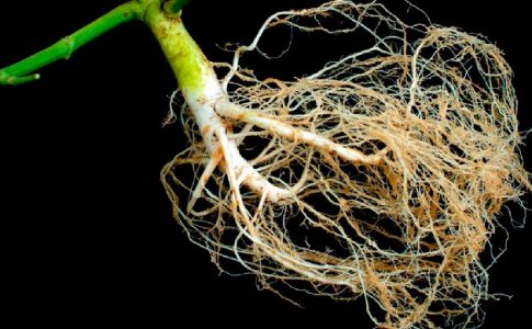Развитие корневой системы Развитие корневой системы