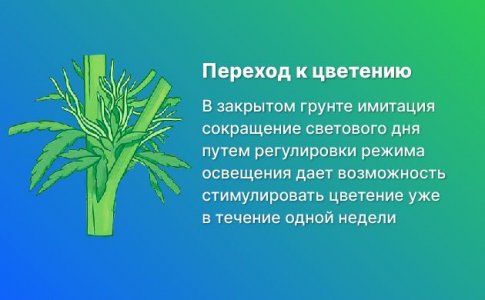 Начало цветения марихуаны Начало цветения марихуаны