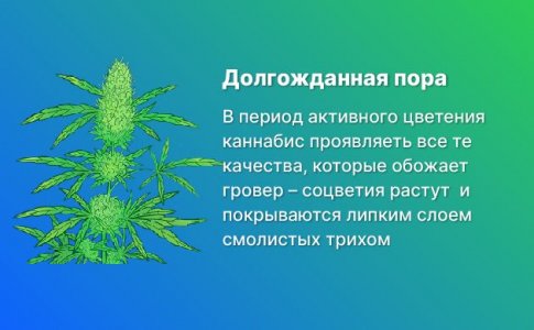Стадия активного цветения конопли Стадия активного цветения конопли