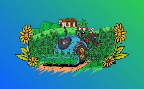 Созревание шишек конопли и появление сенсимильи Созревание шишек конопли и появление сенсимильи