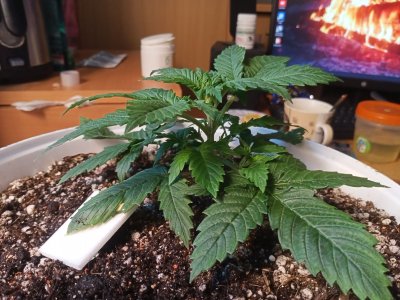 IMG20230207160755.jpg IMG20230207160755.jpg