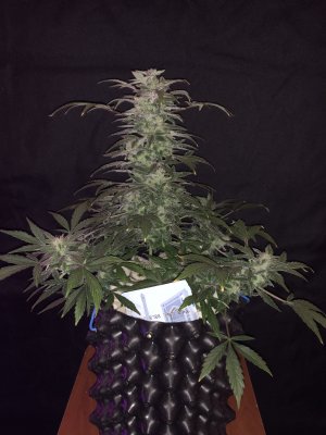 IMG_7836.JPG IMG_7836.JPG