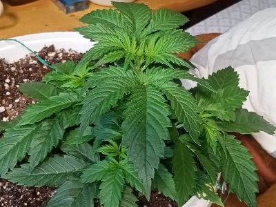 IMG20230210131853.jpg IMG20230210131853.jpg