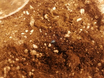 IMG_20230210_161730.jpg IMG_20230210_161730.jpg