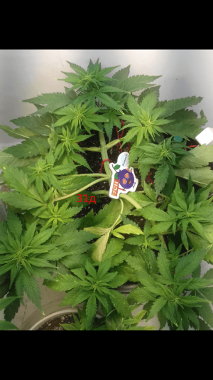 Screenshot_2023-02-13-13-59-07.png Screenshot_2023-02-13-13-59-07.png