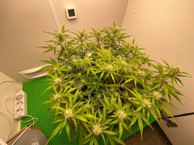 C5C8541E-466D-4D46-8DB5-8E051C08976E.jpeg C5C8541E-466D-4D46-8DB5-8E051C08976E.jpeg