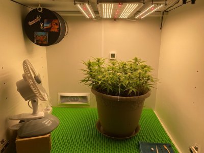 1972FD34-FC51-4957-A2EC-F8B5EEE80450.jpeg 1972FD34-FC51-4957-A2EC-F8B5EEE80450.jpeg