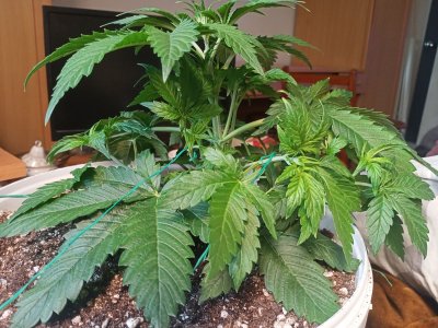 IMG20230214134034.jpg IMG20230214134034.jpg